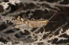 Heteracris adspersa: Weibchen (Zypern, Limassol, Akrotiri Salt Lake, Anfang November 2016) [N]