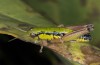 Pseudoprumna baldensis: Male (Monte Baldo, August 2014) [N]