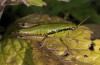 Pseudoprumna baldensis: Female (Monte Baldo, August 2014) [N]