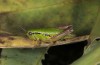 Pseudoprumna baldensis: Female (Monte Baldo, August 2014) [N]