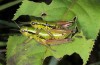 Pseudoprumna baldensis: Mating (Monte Baldo, August 2014) [N]