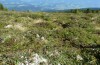 Miramella carinthiaca: Habitat (Steiermark, Zirbitzkogel, 1850m, Ende August 2016) [N]