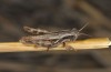 Pezotettix cypria: Männchen (Zypern, Pera Pedi, Anfang November 2016) [N]
