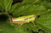 Pseudopodisma fieberi: Female (E-Austria, Stiria, Grazer Bergland, Ratlosgraben near Frohnleiten. June 2018) [N]