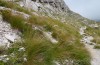 Italopodisma fiscellana: Habitat (Italien, Gran Sasso, 2200m, Ende September 2016) [N]