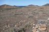 Arminda lancerottensis: Habitat in the south of the island (Canary Islands, Lanzarote, larva in January 2020) [N]