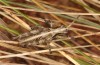 Arminda lancerottensis: Male (e.l. rearing, Canary Islands, Lanzarote, larva in January 2020) [S]