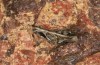 Arminda lancerottensis: Männchen (e.l. Lanzarote, Larve im Januar 2020) [S]