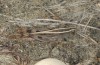 Heteracris littoralis: Männchen (Zypern, Limassol, Akrotiri Salt Lake, Anfang November 2016) [N]
