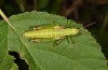 Pseudopodisma nagyi: Weibchen (Nordostungarn, Ujhuta, Zempleni, August 2019) [N]