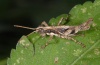 Arminda palmae: Male (La Palma, December 2010) [N]