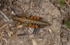 Podisma pedestris: Larva (N-Greece, Vitsi near Kastoria, late June 2013) [N]