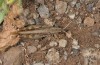Calliptamus plebeius: Männchen (Gran Canaria, Mirador de Tasartico, 700m, Mitte Dezember 2016) [N]