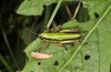 Micropodisma salamandra: Female (Croatia, Istria, Ucka, mid-July 2016) [N]