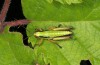 Micropodisma salamandra: Weibchen (Istrien, Ucka, Mitte Juli 2016) [N]