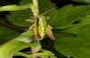 Micropodisma salamandra: Männchen (Istrien, Ucka, Mitte Juli 2016) [N]