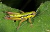 Male (Croatia, Istria, Ucka, mid-July 2016)