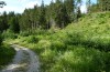 Odontopodisma schmidtii: Habitat (Kärnten, Grenzgraben bei Rinkolach, Juni 2018) [N]