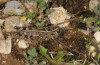 Calliptamus siciliae: Female (Italy, southwestern margin of Gran Sasso National Park, 900m, late September 2016) [N]