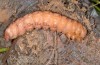 Cossus cossus: Larva (S-Germany, Illerbeuren near Memmingen, late August 2015) [M]
