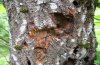 Cossus cossus: Infested Salix caprea [N]