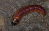 Cossus cossus: Larva [M]