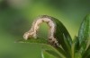 Coenotephria ablutaria: Halbwüchsige Raupe (e.o. Samos, Kamara, Weibchen Anfang März 2016) [S]