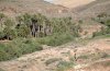 Chiasmia aestimaria: Habitat auf Fuerteventura: Tamarix canariensis in einem Palmental bei Ajui (Ende Februar 2011) [N]