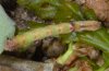 Hemithea aestivaria: Raupe (Ostalb, an Eiche) [M]