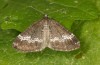 Adult (e.l. Schwäbisch Gmünd, S-Germany, larva in August 2013)