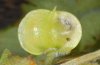 Perizoma albulata: Befallene Kapsel mit Einschlupfloch [M]