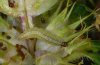 Perizoma alchemillata: Larva (eastern Swabian Alb, Southern Germany) [S]