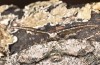 Nychiodes amygdalaria: Männchen (e.l. Lesbos, Raupe Ende Mai 2019) [S]