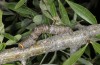 Nychiodes amygdalaria: Larva (Greece, Lesbos island, late May 2019) [N]