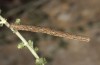 Cinglis andalusiaria: Larva (Spain, Zaragoza, late May 2018) [M]