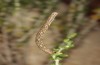 Cinglis andalusiaria: Larva (Spain, Zaragoza, late May 2018) [M]