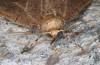 Erannis ankeraria: Male (e.l. rearing, Greece, Lesbos island, larva in late May 2022) [S]