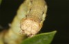 Erannis ankeraria: Larva (Greece, Lesbos island, late May 2022) [M]