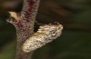 Erannis ankeraria: Female (e.l. rearing, Greece, Lesbos island, larva in late May 2022) [S]