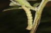 Erannis ankeraria: Larva (Greece, Lesbos island, late May 2022) [M]