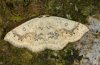 Cyclophora annularia: Adult (e.l. eastern Swabian Alb, Southern Germany 2010) [S]