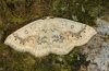 Cyclophora annularia: Falter (e.l. Ostalb 2010) [S]