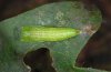 Cyclophora annularia: Pupa (eastern Swabian Alb, Southern Germany) [S]