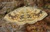 Cyclophora annularia: Falter (e.l. Ostalb 2010) [S]