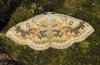 Cyclophora annularia: Adult (e.l. eastern Swabian Alb, Southern Germany 2010) [S]