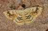 Cyclophora annularia: Adult (e.l. eastern Swabian Alb, Southern Germany, ex September 2010) [S]