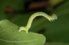 Cyclophora annularia: Raupe (Ostalb, September 2010) [S]