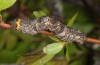 Nychiodes aphrodite: Larva (e.l. rearing, W-Cyprus, 500m, larva in early April 2018) [S]