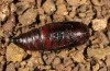 Nychiodes aphrodite: Pupa (e.l. rearing, W-Cyprus, 500m, larva in early April 2018) [S]