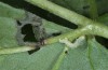 Acasis appensata: Young larva (S-Germany, Allgaeu Alps, Hinterstein, Nicken-Alpe, 1500m asl, late June 2014) [M]